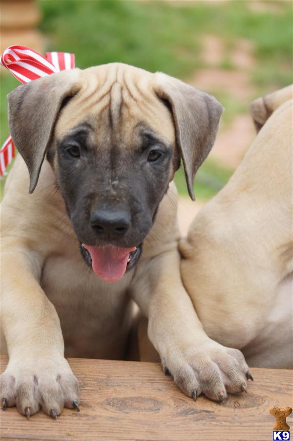 Great Dane Puppies